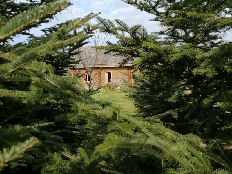 Cabane en bois cachée parmi des sapins, offrant une vue paisible sur la nature.