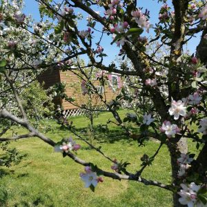 Cabane en bois entourée de pommiers en fleurs dans le Pays de la Loire.