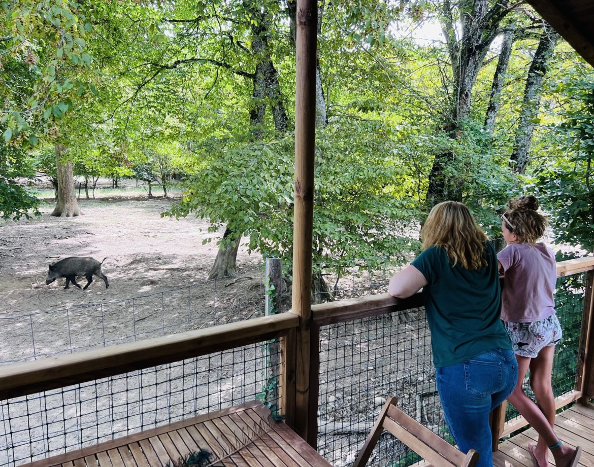 Cabane perchée en Auvergne, vue sur un sanglier dans la nature verdoyante.