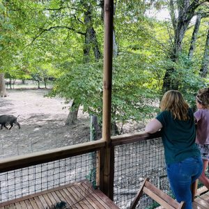 Cabane perchée en Auvergne, vue sur un sanglier dans la nature verdoyante.