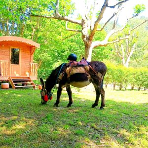 Hébergement insolite : roulotte en bois, âne broutant dans un cadre verdoyant.