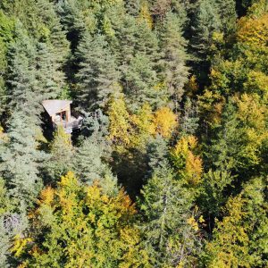 Cabane perchée dans les arbres, entourée de feuillus aux couleurs dautomne.