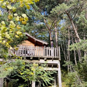 Cabane perchée en bois, entourée de verdure, offrant une vue sur la forêt.