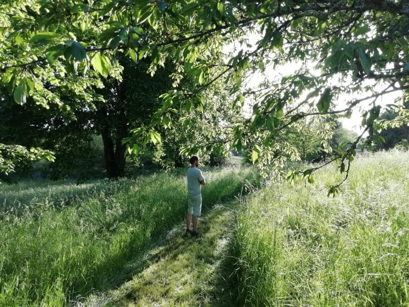 Hébergement en pleine nature, avec un sentier verdoyant bordé darbres.