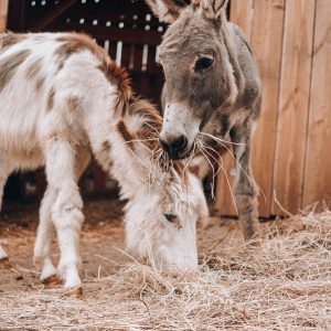 Hébergement insolite en Nouvelle-Aquitaine : ânes curieux dans une étable en bois.