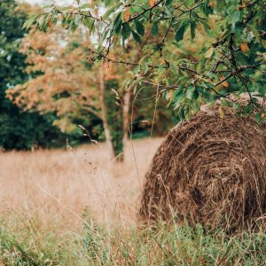 Hébergement insolite en roulotte, entouré de champs dorés et de verdure luxuriante.