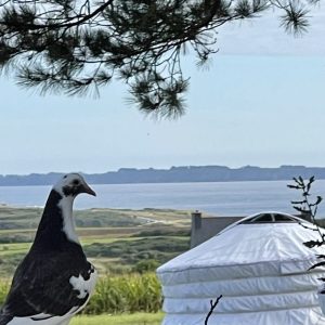 tempImage7MirEz-scaled