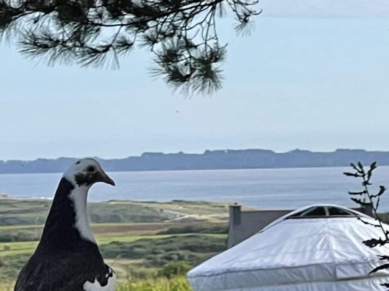 Yourte avec vue sur la mer, un pigeon se tient au premier plan.