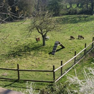 Hébergement insolite en Haute-Normandie avec des chèvres dans un champ verdoyant.