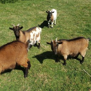 Hébergement insolite en Haute-Normandie avec des chèvres sur un terrain verdoyant.