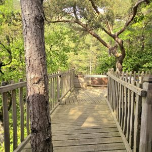 Cabane dans les arbres en Provence-Alpes-Côte dAzur, avec un chemin en bois entouré de verdure.