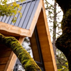 Cabane en bois avec un toit en pente, entourée de verdure et de mousse.