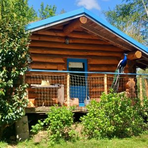 Cabane en bois avec un toit bleu, entourée de verdure et d'une terrasse accueillante.