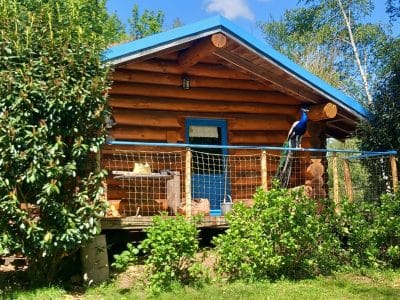 Cabane en bois avec un toit bleu, entourée de verdure et d'une terrasse accueillante.