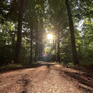 Hébergement insolite en pleine forêt, chemin de terre bordé d'arbres majestueux et lumière dorée.