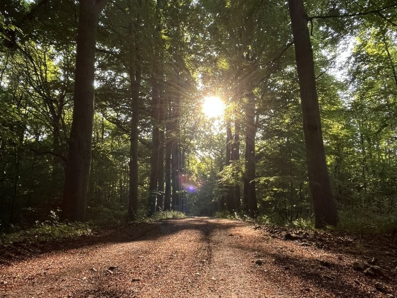Chemin forestier menant à un chalet, éclairé par le soleil filtrant à travers les arbres.