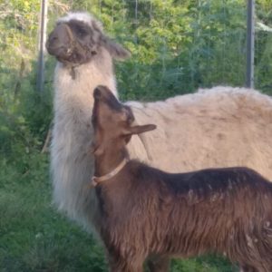 Hébergement insolite : un charmant enclos avec un lama et une chèvre curieuse, verdure environnante.