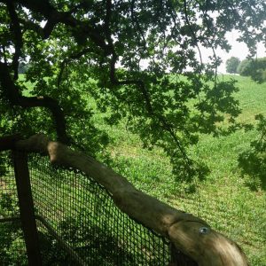 Cabane perchée dans un arbre, offrant une vue dégagée sur un champ verdoyant.