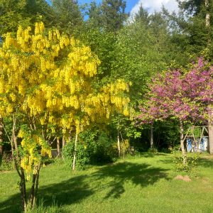 Hébergement insolite au milieu de magnifiques arbres fleuris, jaune et rose, dans un cadre