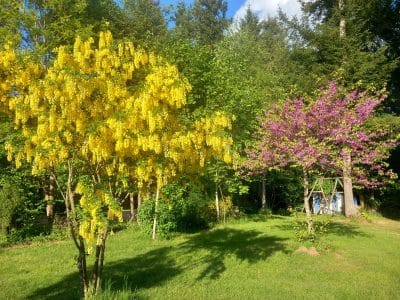 Hébergement insolite au milieu de magnifiques arbres fleuris, jaune et rose, dans un cadre
