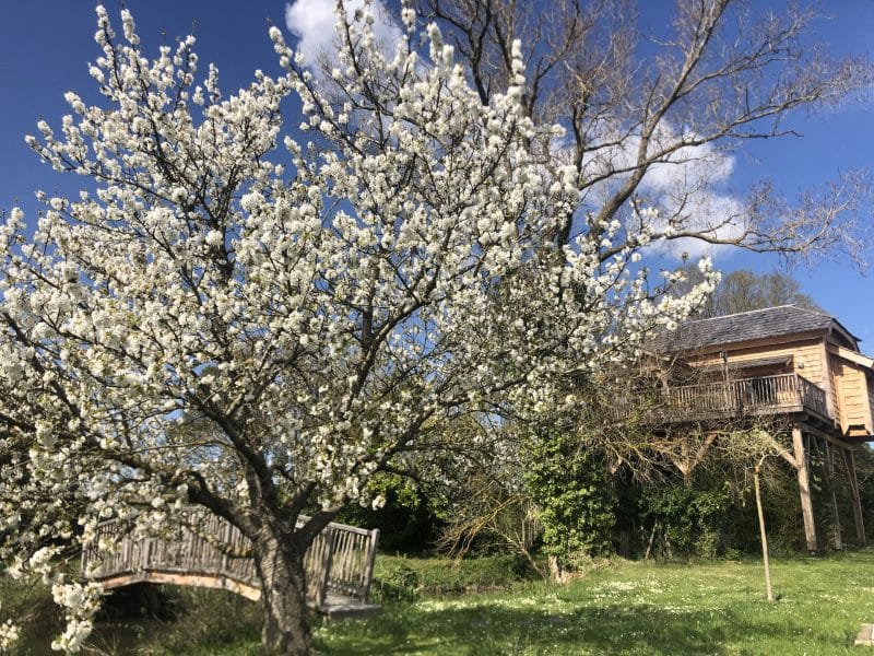 Cabane dans les arbres entourée de fleurs blanches et dun pont en bois.