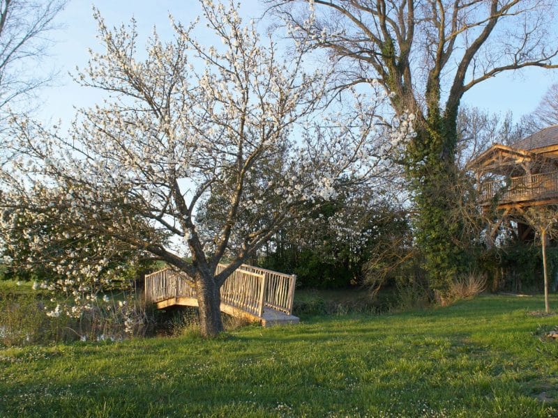 Cabane en bois au bord de leau, entourée dun arbre en fleurs et dune verdure luxuriante.