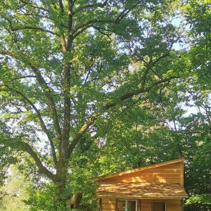 Charmante cabane en bois, nichée sous un grand arbre, avec une terrasse accueillante.
