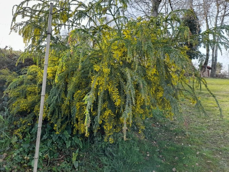 Jardin luxuriant dun gîte, avec un magnifique mimosa en fleurs.