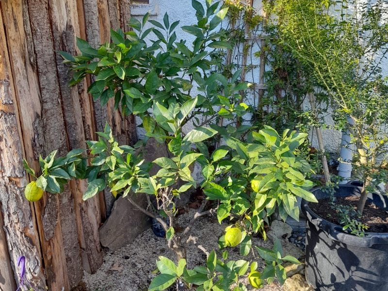 Hébergement touristique avec un jardin, mettant en valeur un citronnier verdoyant.