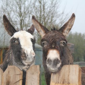 Animation_activites_Family_Ecolodge_03