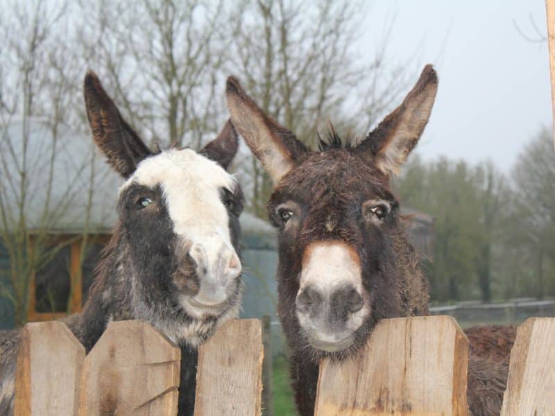 Hébergement insolite : gîte rural avec ânes curieux derrière une clôture en bois.