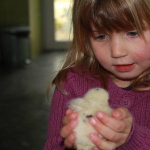 Animaux_Mini-ferme_poussin_HD