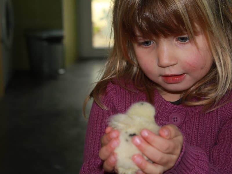 Enfant tenant un poussin dans un gîte chaleureux et accueillant.