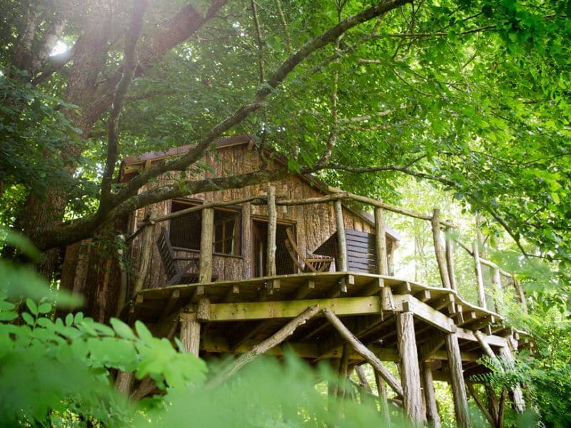Cabane perchée dans les arbres, entourée de verdure luxuriante et de lumière naturelle.