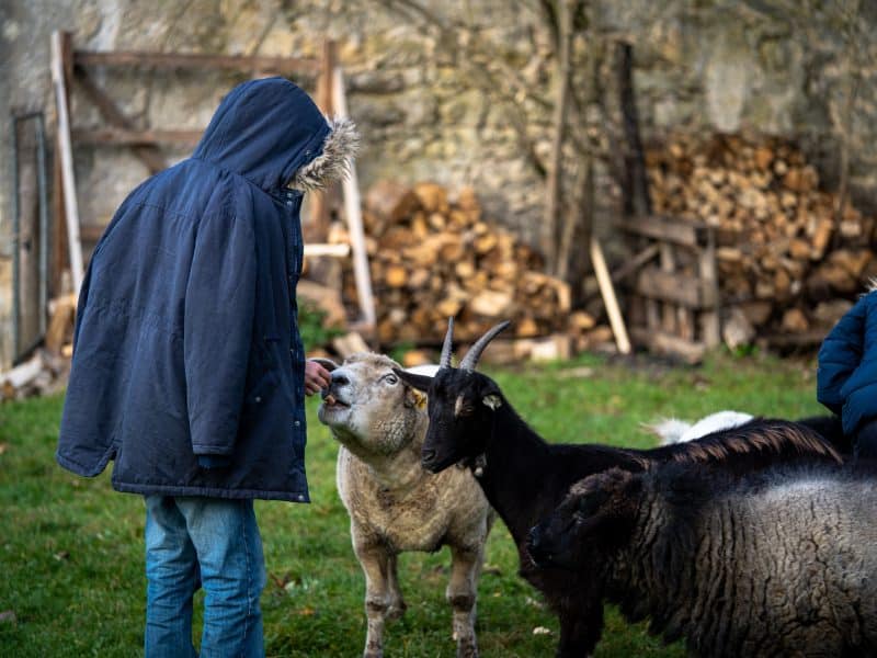Gîte rural avec un homme caressant des animaux dans un cadre verdoyant.