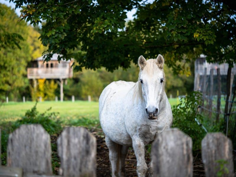 Gîte rural avec vue sur la nature, chevaux et cabanes perchées dans les arbres.