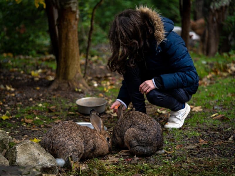 Un chalet en pleine nature, un enfant nourrit des lapins dans le jardin.