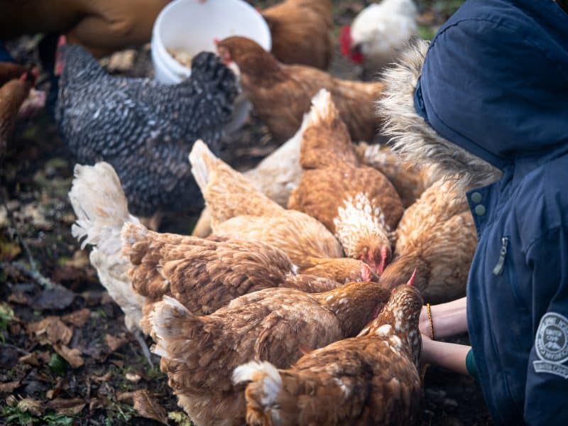 Gîte rural avec un enfant nourrissant des poules dans un cadre naturel.