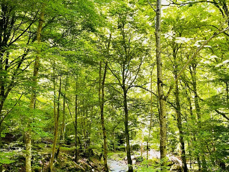 Cabane en bois au cœur dune forêt verdoyante, près dun ruisseau paisible.