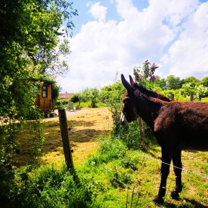 Un charmant chalet en bois, entouré de verdure, avec un âne paisible au premier plan.