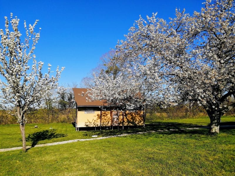 Cabane en bois entourée darbres en fleurs, avec un ciel bleu éclatant.
