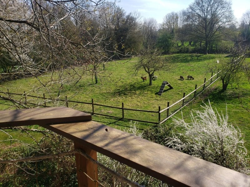 Chalet en bois avec vue sur un champ verdoyant et des animaux paisibles.