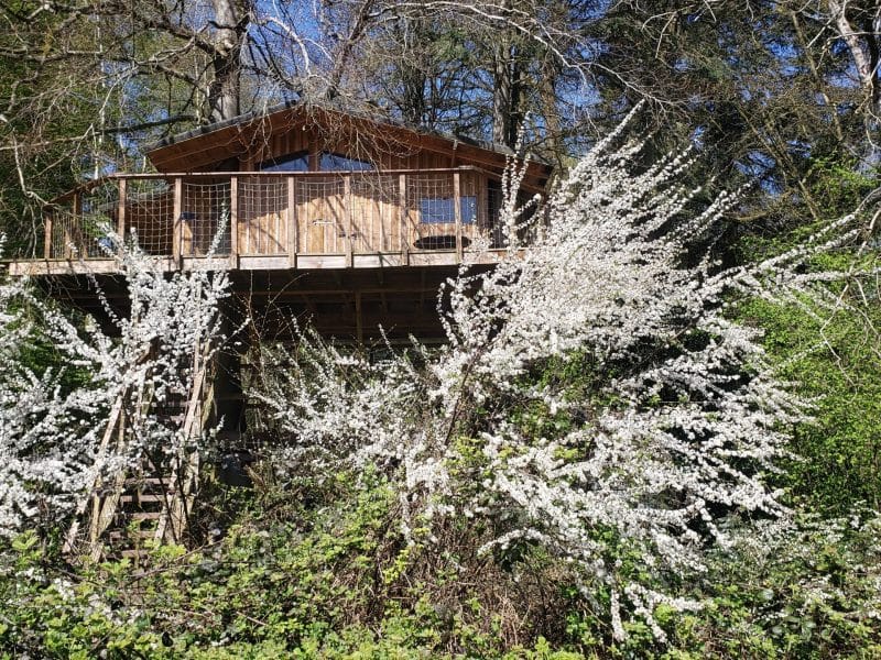 Cabane perchée entourée de fleurs blanches, offrant une vue sur la nature.