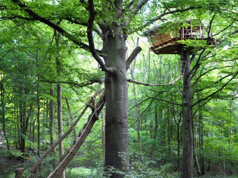 Cabane dans les arbres, perchée dans un feuillage verdoyant et lumineux.