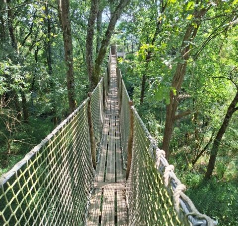 Pont de singe