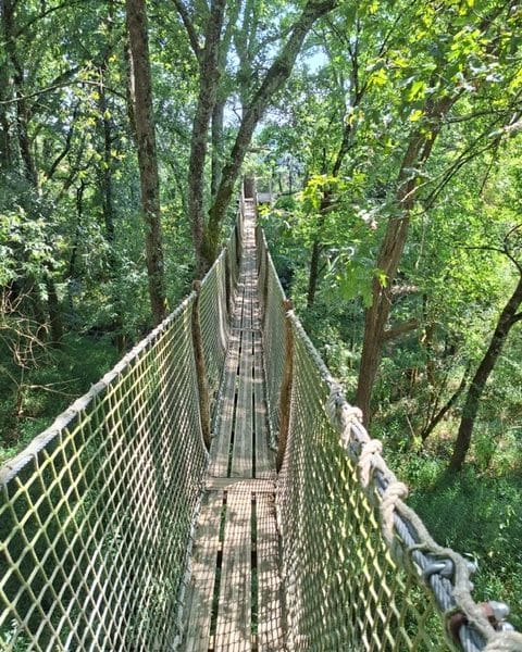 Pont suspendu menant à un hébergement en pleine nature, entouré darbres verdoyants.