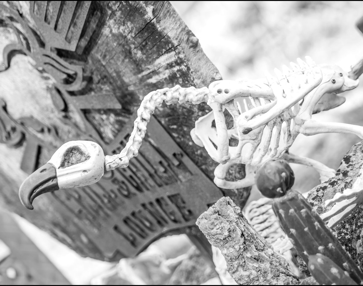 Hébergement insolite : décor macabre avec un squelette d'oiseau sur une pierre tombale.