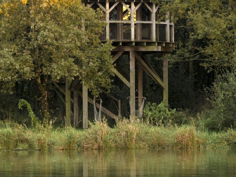 Cabane sur pilotis au bord dun étang, entourée darbres dorés.