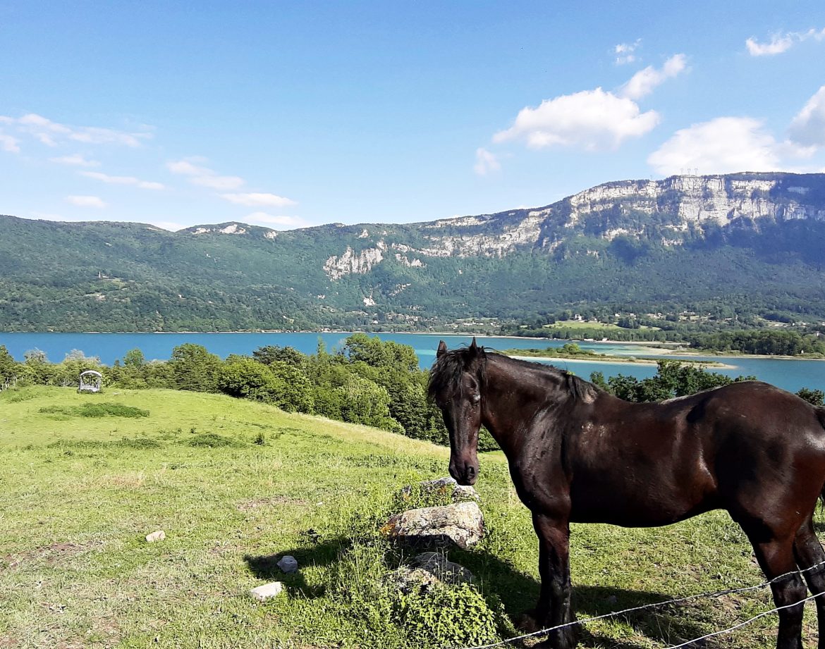 Hébergement insolite : un cheval noir paisiblement installé avec vue sur un lac et des montagnes.