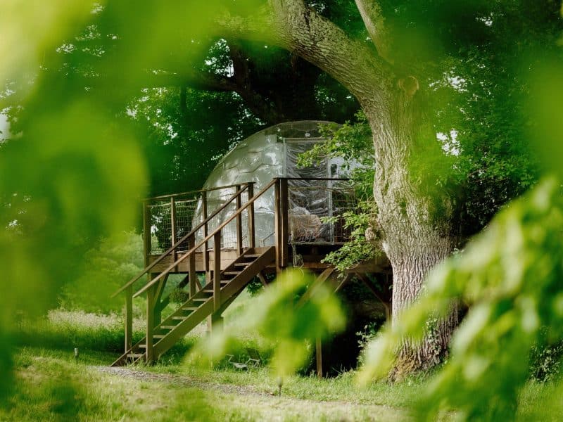 Hébergement insolite : bulle transparente perchée dans un arbre, entourée de verdure.